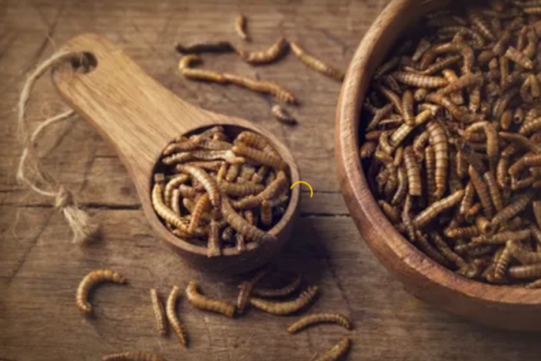 Sales Scenario of Global Edible Insects For Human Consumption Market to Remain Positive Through 2025