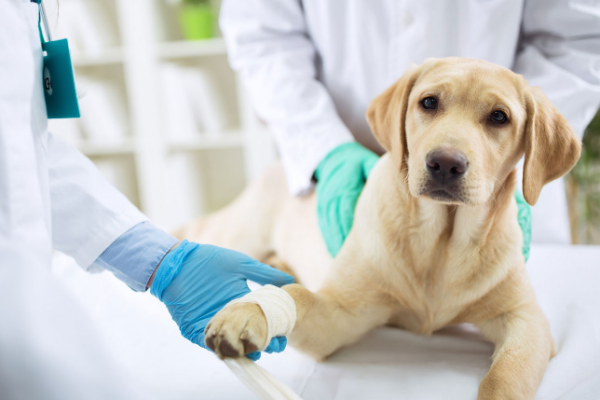 Animal Healthcare Market to reach the value of US$ 60.3 Bn by the end of 2033