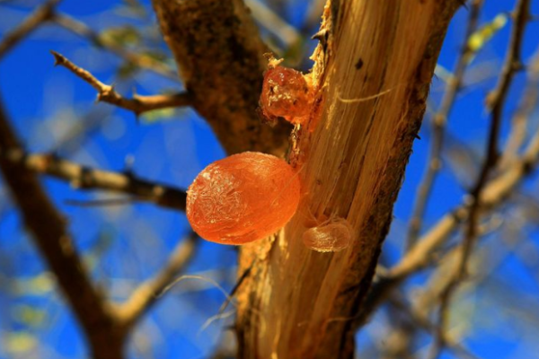 Gum Arabic Market is expected to witness a significant volume CAGR of increase at a CAGR of 5.7% over the forecast period 2025