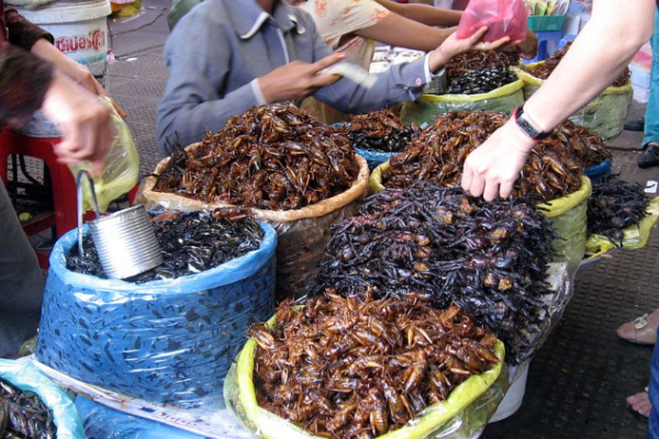 The Buzzing Edible Insects Market: An Overview of the Rise in Human Consumption