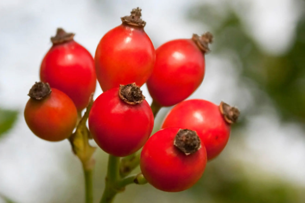 Exploring the Rising Popularity of Rosehip: Trends, Benefits, and Opportunities in the Global Market