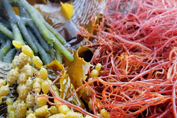 Commercial Seaweeds Market: Growing Demand for Sustainable and Healthy Food Products